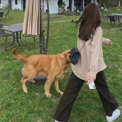 恋琴痴凤